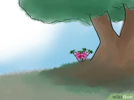 Уход за азалиями Шаг 4