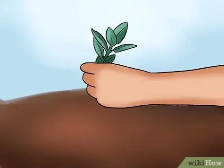 Уход за азалиями Шаг 5