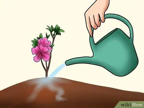 Уход за азалиями Шаг 8