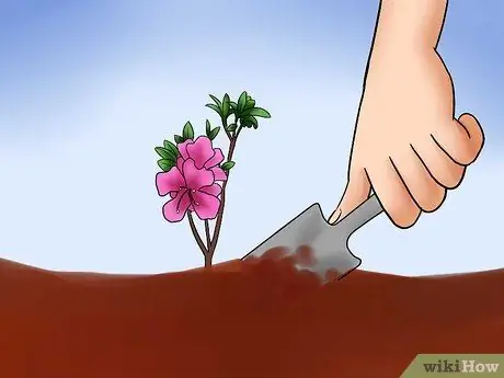 Уход за азалиями Шаг 9