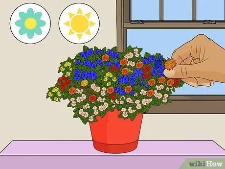 Deadhead Mums Шаг 1