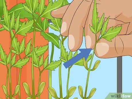 Deadhead Mums Шаг 10