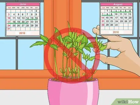 Deadhead Mums Шаг 11