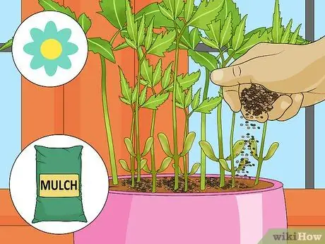 Deadhead Mums Шаг 13