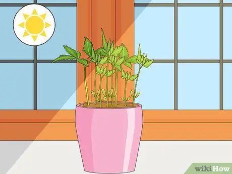 Deadhead Mums Шаг 14