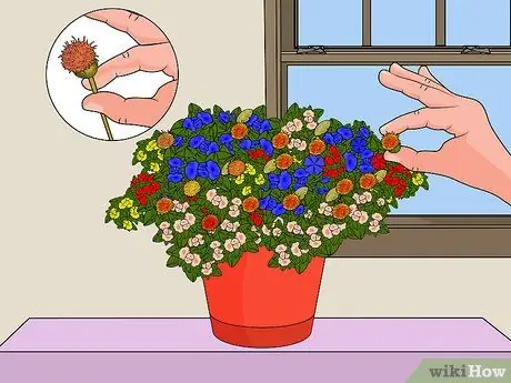 Deadhead Mums Шаг 3