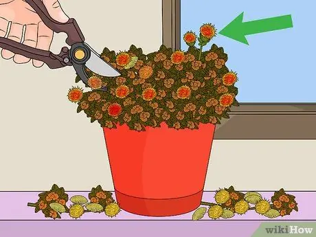 Deadhead Mums Шаг 5