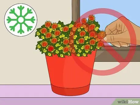 Deadhead Mums Шаг 6