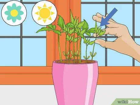 Deadhead Mums Шаг 7