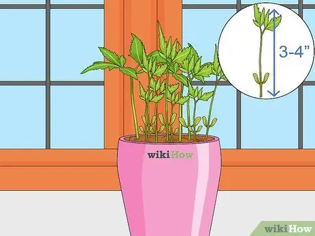 Deadhead Mums Шаг 8