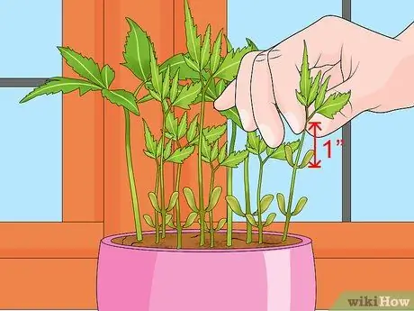 Deadhead Mums Шаг 9