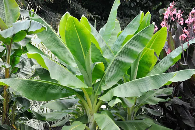Ядовито ли растение Angel Trumpet?
