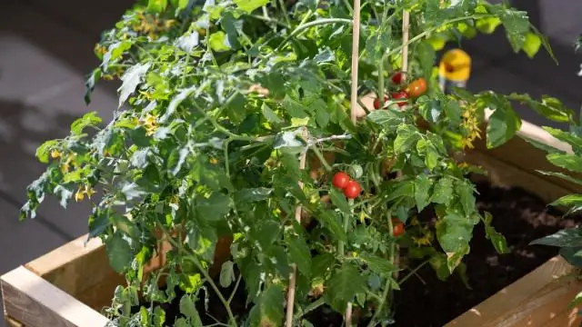 Когда начинать сажать помидоры?