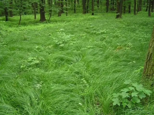 Должен ли я сократить Carex?