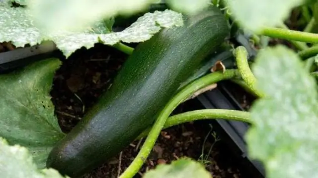 Когда начинать сажать семена овощей в помещении?