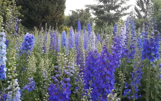 Можно ли сажать дельфиниумы в горшки?