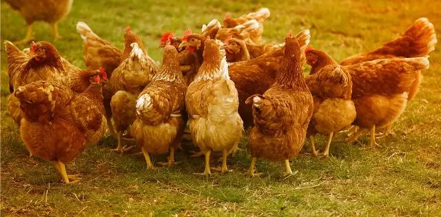 Какую пищу можно использовать в качестве удобрения?