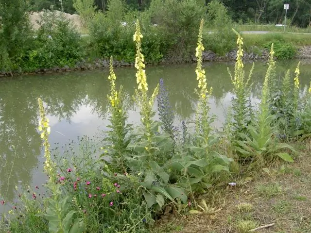 Можете ли вы разделить Verbascum?