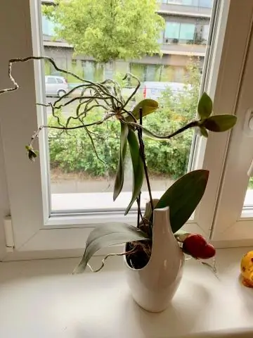 Кокосовое волокно полезно для орхидей?