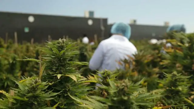 Сколько стоит настоящая трава?