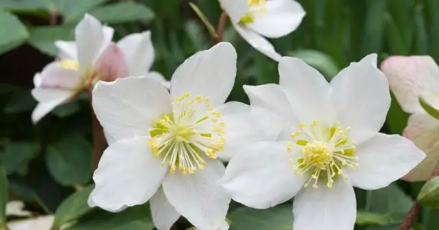 Как вырастить Helleborus niger?
