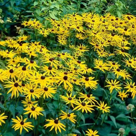 Устойчивы ли олени Black Eyed Susans?