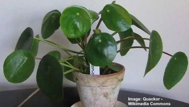 Как вы ухаживаете за китайским денежным растением pilea?