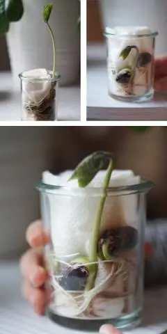 Как растет горох?