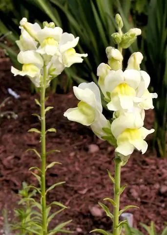 Когда можно сажать львиный зев?