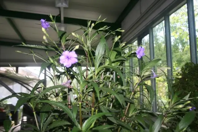 Ядовита ли Ruellia Brittoniana?