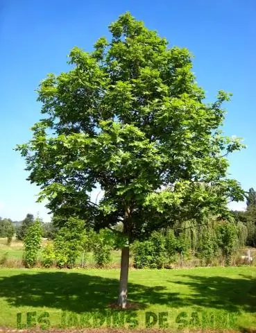 Можно ли сильно обрезать Pittosporum?