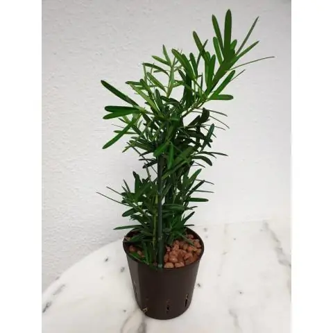 Ядовит ли Podocarpus Macrophyllus для собак?