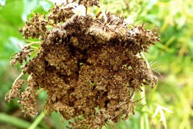 Как вы поддерживаете цветение Antirrhinums?