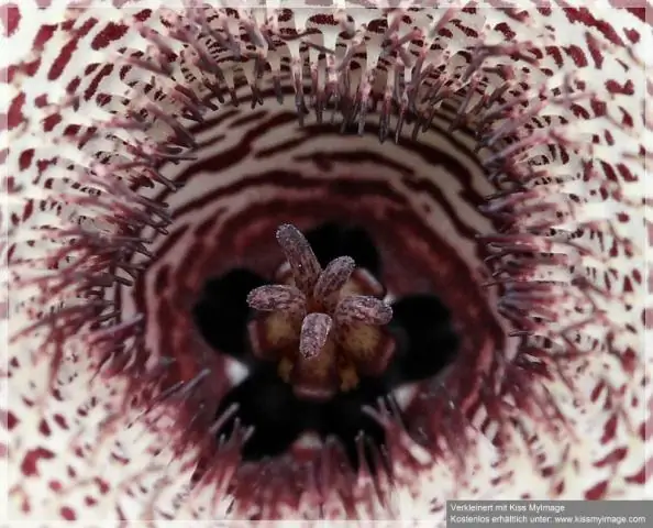 Как разводить Huernia zebrina?