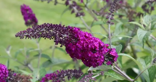 Как вы ухаживаете за растением буддлея?