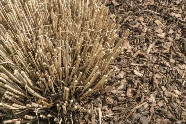 Как избавиться от травы зебры?