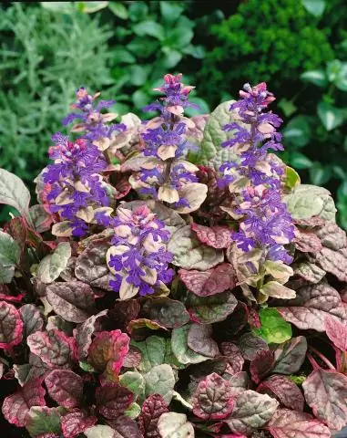 Где обитает Ajuga reptans?