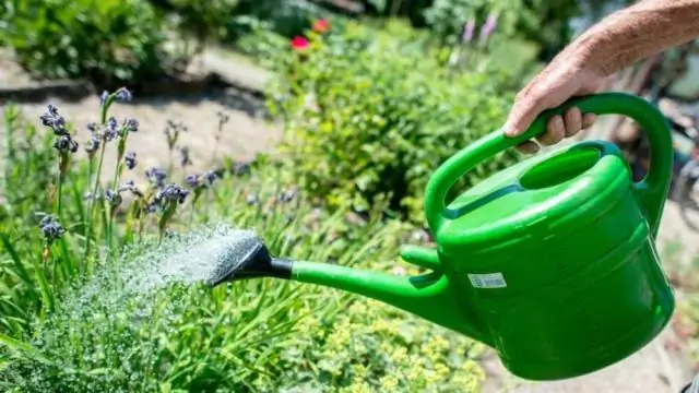 Можно ли использовать СЕРУЮ воду для полива растений?