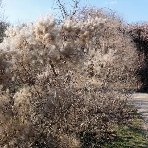 Как обрезать королевский пурпурный Cotinus coggygria?