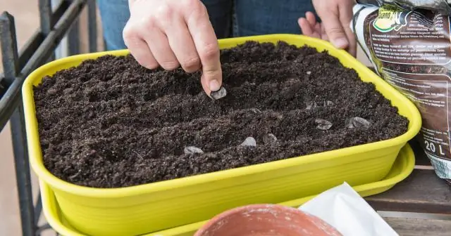 Как сажать лилейники из семян?