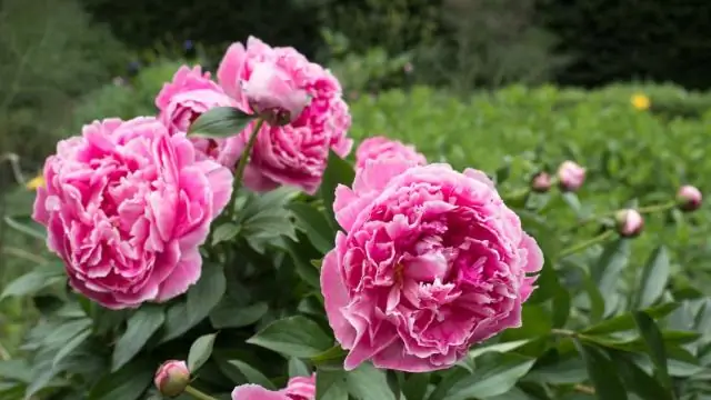 Пионы - это роза?