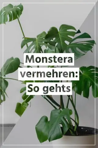 Как вы ухаживаете за растением монстера в помещении?