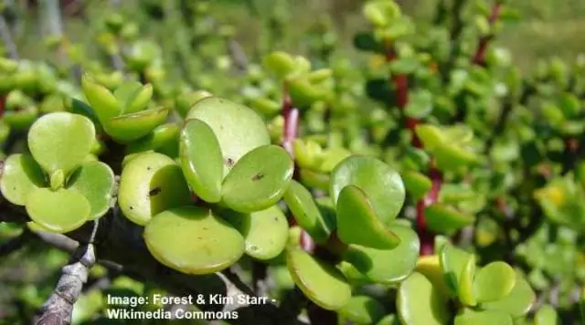 Как укоренить Portulacaria Afra?