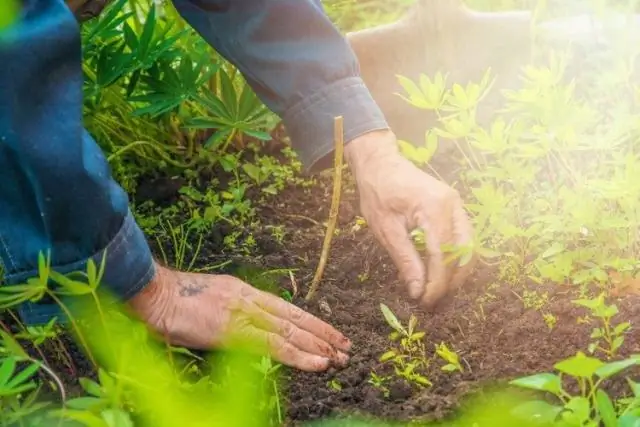 Помогают ли растениям измельченная яичная скорлупа?