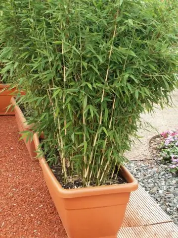 Как вырастить идеальную гортензию?