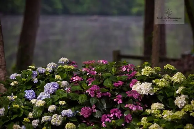 Можно ли разделить гортензии Endless Summer?
