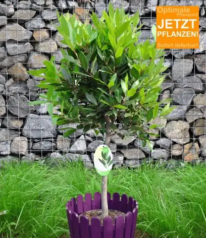 Насколько высоки растут спиральные заливные деревья?