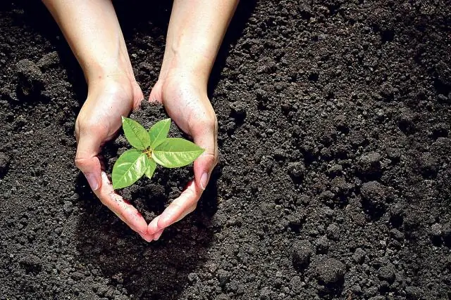 Какая фасоль быстрее всего вырастает из семени?