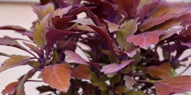 Как вы ухаживаете за бегонией рекс?