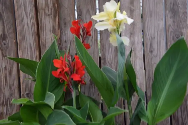 Какого цвета бывают канны?